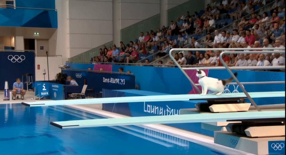 Котячі Олімпійські змагання захопили соцмережі завдяки новій нейромережі
