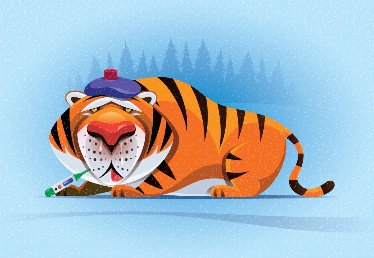 Tiger Global запускає новий фонд на $2,2 мільярда: які ризики та можливості чекають на інвесторів?